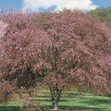 Attēlu rezultāti vaicājumam “Malus purpurea flower”