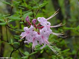 Attēlu rezultāti vaicājumam “Rhododendron periclymenoides flower”