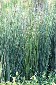 Attēlu rezultāti vaicājumam “Equisetum hyemale”