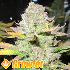 Attēlu rezultāti vaicājumam “Cannabis sativa fruit”