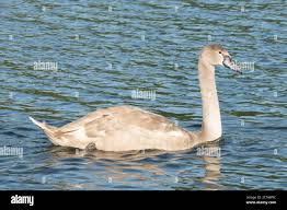 Attēlu rezultāti vaicājumam “Cygnus olor juvenile”