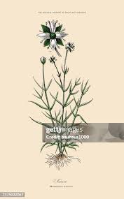 Attēlu rezultāti vaicājumam “Salix pentandra fruit”