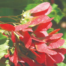 Attēlu rezultāti vaicājumam “Acer tataricum fruit”