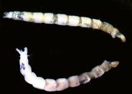Attēlu rezultāti vaicājumam “Chironomidae larvae”