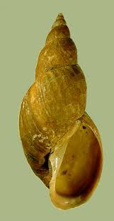 Attēlu rezultāti vaicājumam “Lymnaeidae”