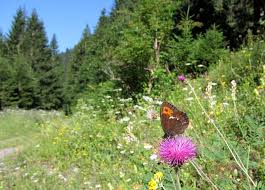 Attēlu rezultāti vaicājumam “Erebia ligea upperside”