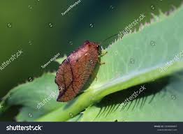 Attēlu rezultāti vaicājumam “Drepanepteryx phalaenoides”