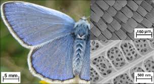 Attēlu rezultāti vaicājumam “Polyommatus icarus male”