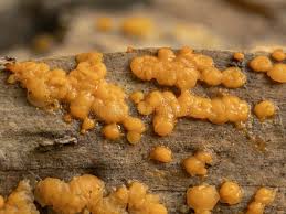 Attēlu rezultāti vaicājumam “Dacrymyces stillatus”