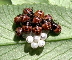 Attēlu rezultāti vaicājumam “Palomena prasina nymph”