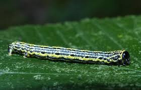 Attēlu rezultāti vaicājumam “Abraxas sylvata larva”