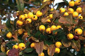 Attēlu rezultāti vaicājumam “Crataegus macracantha fruit”