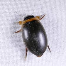 Attēlu rezultāti vaicājumam “Dytiscidae”