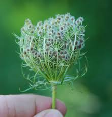Image result for Daucus carota