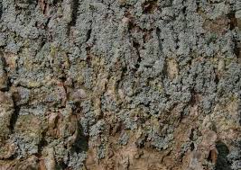 Attēlu rezultāti vaicājumam “Lepraria incana”