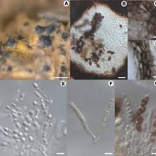 Attēlu rezultāti vaicājumam “Lichenoconium xanthoriae”