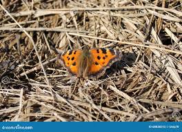 Attēlu rezultāti vaicājumam “Nymphalis polychloros”