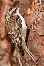 Attēlu rezultāti vaicājumam “Certhia familiaris”