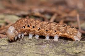 Attēlu rezultāti vaicājumam “Noctua fimbriata”