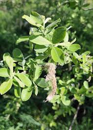 Attēlu rezultāti vaicājumam “Salix daphnoides subsp. acutifolia bud”