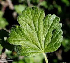 Attēlu rezultāti vaicājumam “Ribes uva-crispa leaf”