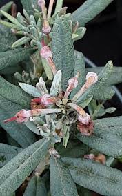Attēlu rezultāti vaicājumam “Andromeda polifolia fruit”