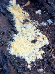 Attēlu rezultāti vaicājumam “Badhamiopsis ainoae spores”