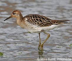 Attēlu rezultāti vaicājumam “Philomachus pugnax adult”