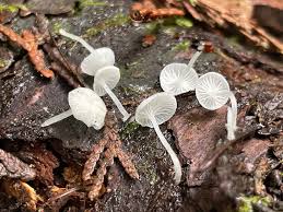 Attēlu rezultāti vaicājumam “Porotheleum fimbriatum”