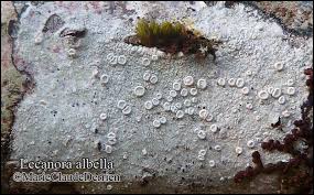 Attēlu rezultāti vaicājumam “Lecanora albella”