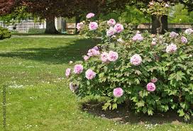 Attēlu rezultāti vaicājumam “Paeoniaceae”