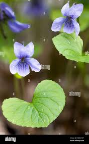 Attēlu rezultāti vaicājumam “Viola epipsila flower”