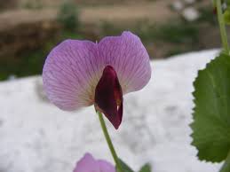 Attēlu rezultāti vaicājumam “Pisum sativum flower”