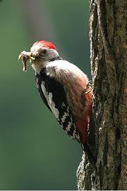 Attēlu rezultāti vaicājumam “Dendrocopos medius adult”