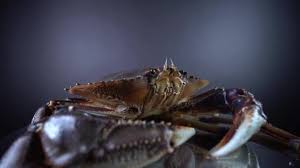 Image result for Metacarcinus magister