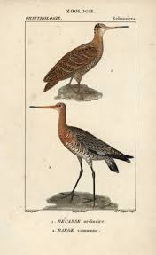 Attēlu rezultāti vaicājumam “Scolopax rusticola”