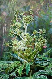 Attēlu rezultāti vaicājumam “Hedera helix  flower”