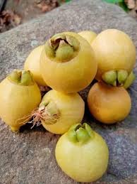 Attēlu rezultāti vaicājumam “Rosa majalis fruit”