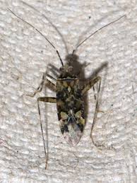 Attēlu rezultāti vaicājumam “Phytocoris tiliae imago”