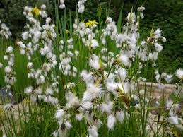Attēlu rezultāti vaicājumam “Eriophorum angustifolium flower”
