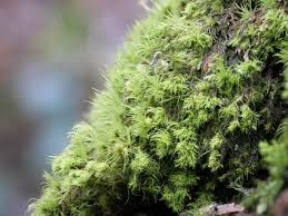 Attēlu rezultāti vaicājumam “Dicranum montanum”