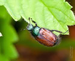 Attēlu rezultāti vaicājumam “Phyllopertha horticola imago”