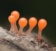 Attēlu rezultāti vaicājumam “Hemitrichia sp.”