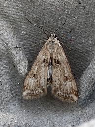 Attēlu rezultāti vaicājumam “Cataclysta lemnata”