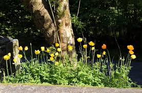 Image result for Meconopsis cambrica