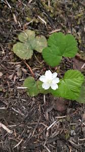 Attēlu rezultāti vaicājumam “Rubus plicatus flower”