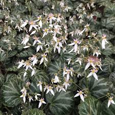 Attēlu rezultāti vaicājumam “Saxifraga cymbalaria fruit”
