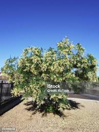 Attēlu rezultāti vaicājumam “Aphelia viburniana”