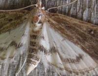 Attēlu rezultāti vaicājumam “Parapoynx stratiotata female”