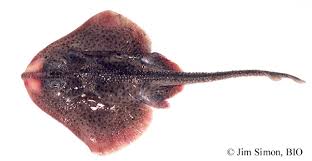 Image result for Leucoraja ocellata